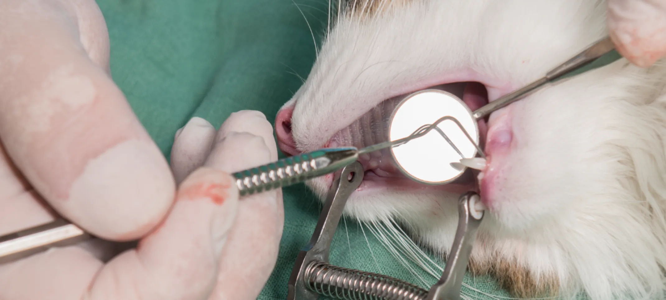 Cat getting dental surgery